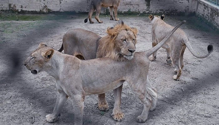 Punjab Lion Attack Spurs Crackdown on Illegal Big Cat Ownership